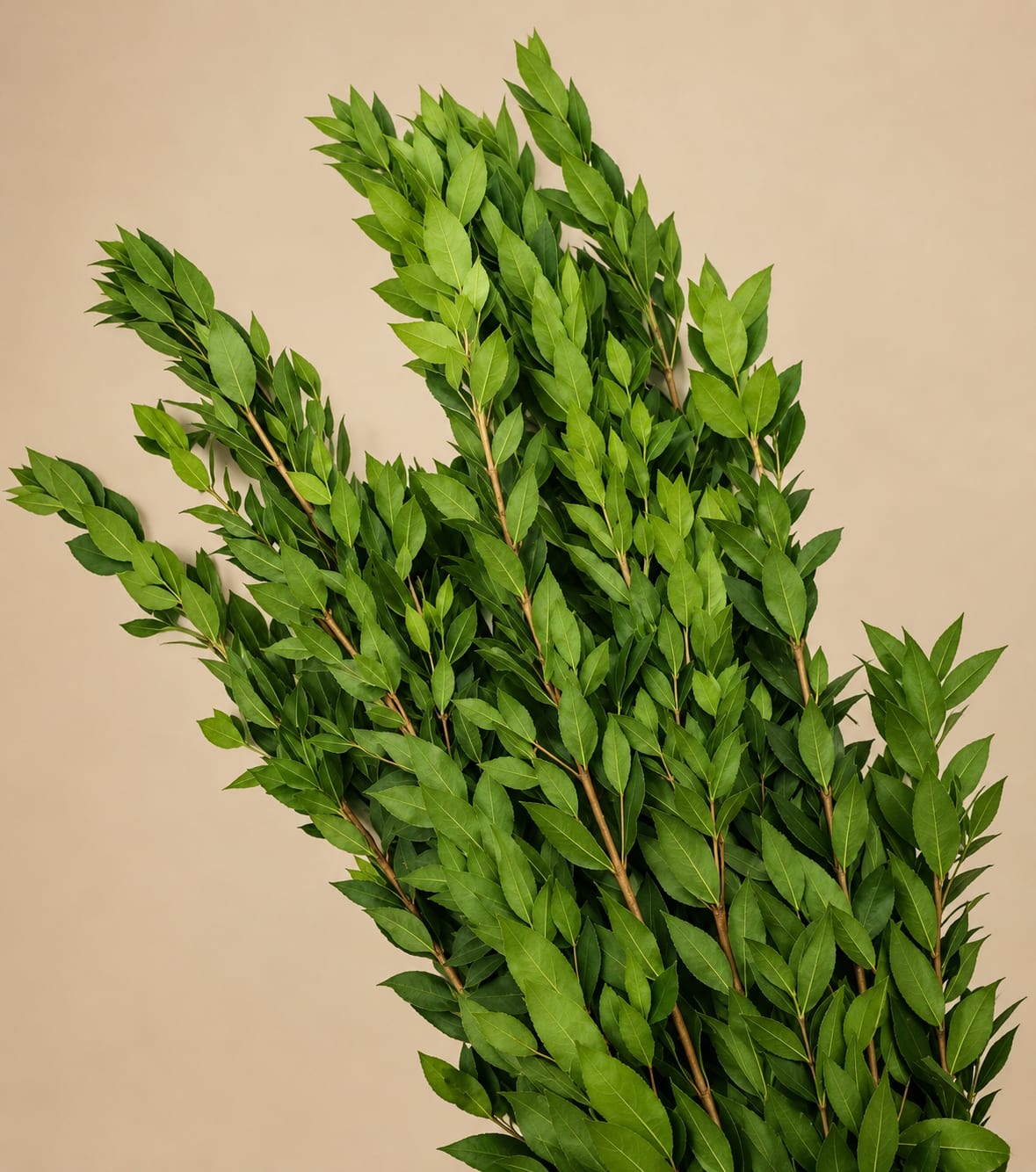 Bundle of long green leafy branches against a beige background