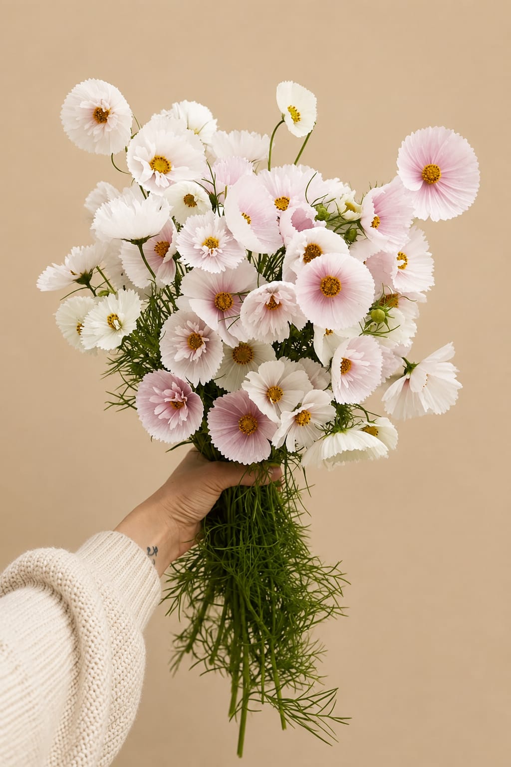 Handheld bouquet of pale pink and white cosmos flowers