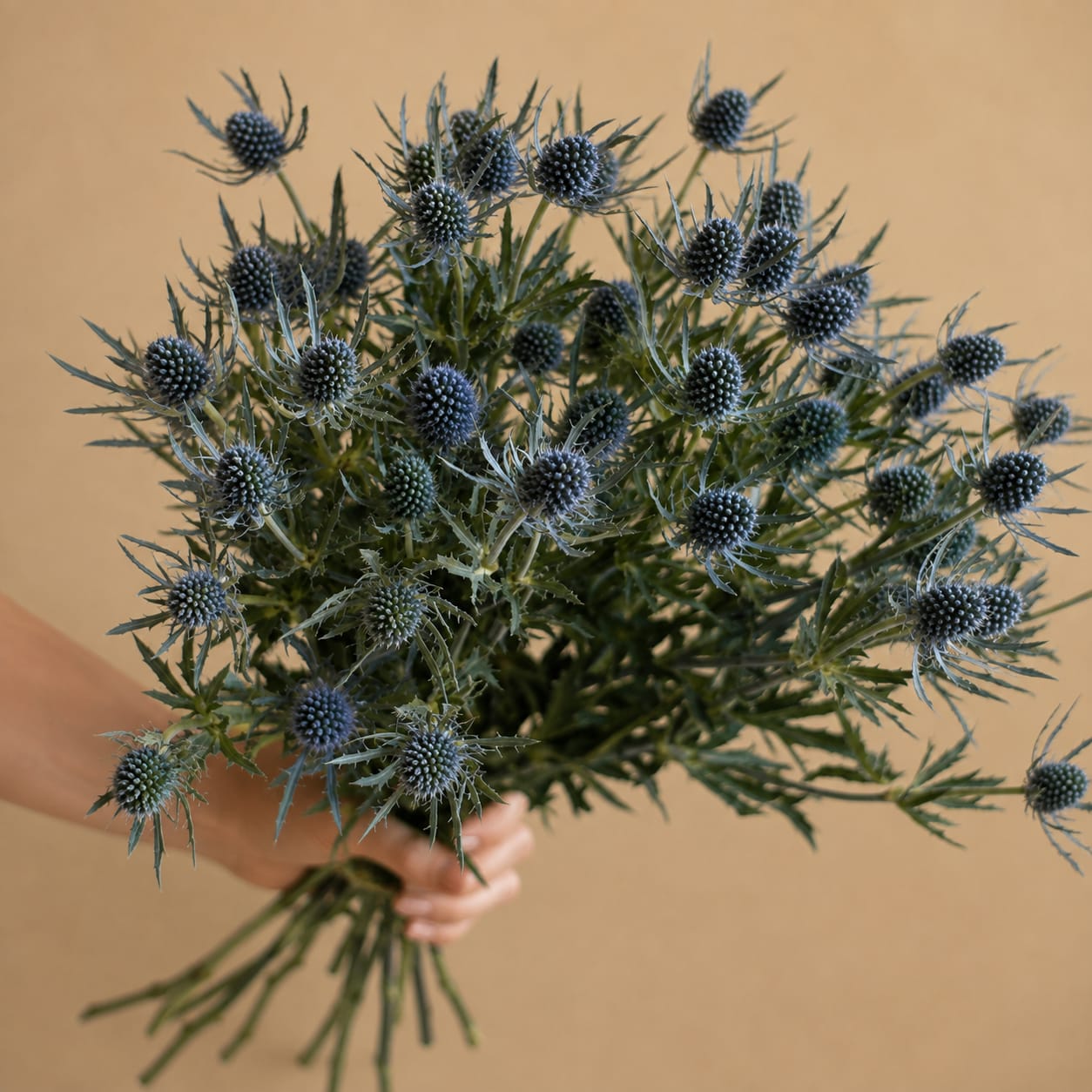 Handheld bouquet of blue thistle flowers with spiky foliage