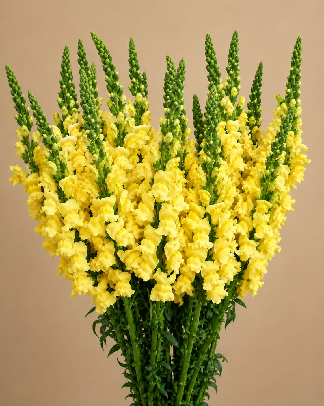 YELLOW SNAPDRAGONS - 10 STEMS PER BUNCH  FOR BULK ORDER PLEASE CALL US A CALL FIRST FOR AVAILABILITY WE HIGHLY RECOMMEND TO PLACE BULK ORDERS WITH 1 DAY IN ADVANCE