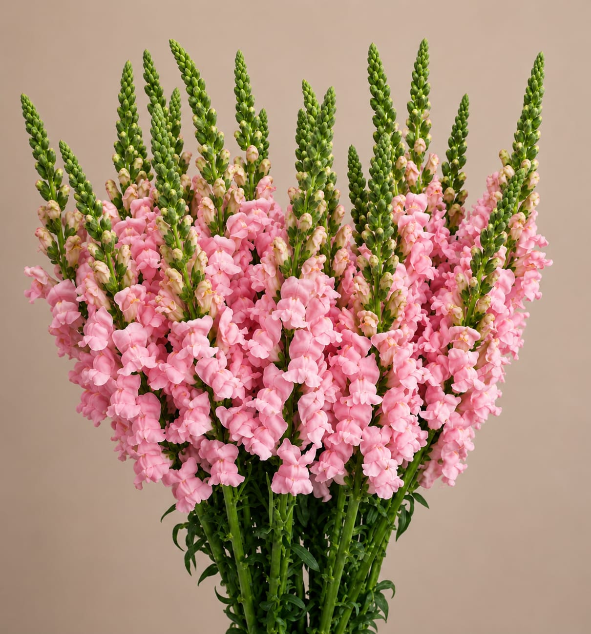 Bouquet of pink snapdragons with tall green spikes