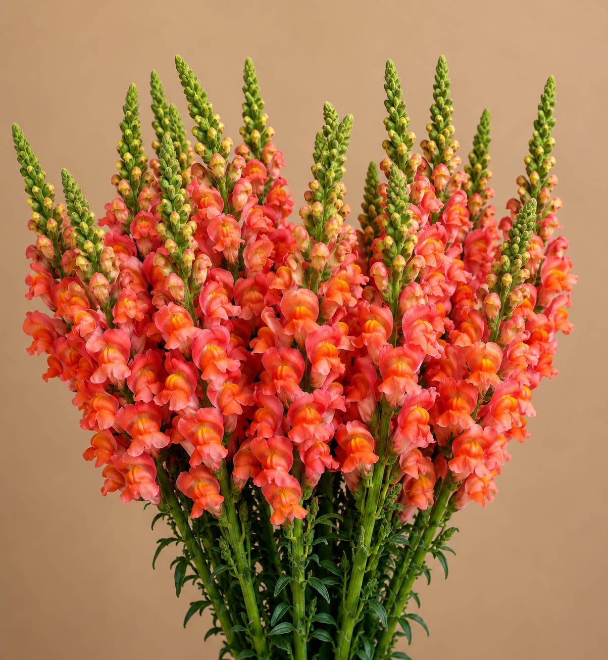 Bouquet of coral snapdragons with green spikes against a plain background