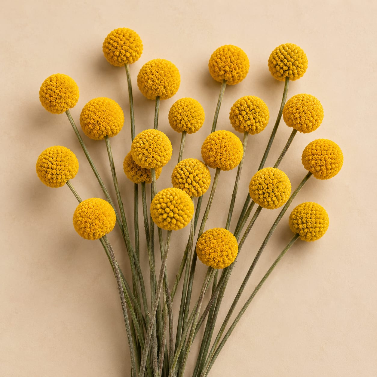 Bundle of yellow billy ball flowers with long stems on a beige background