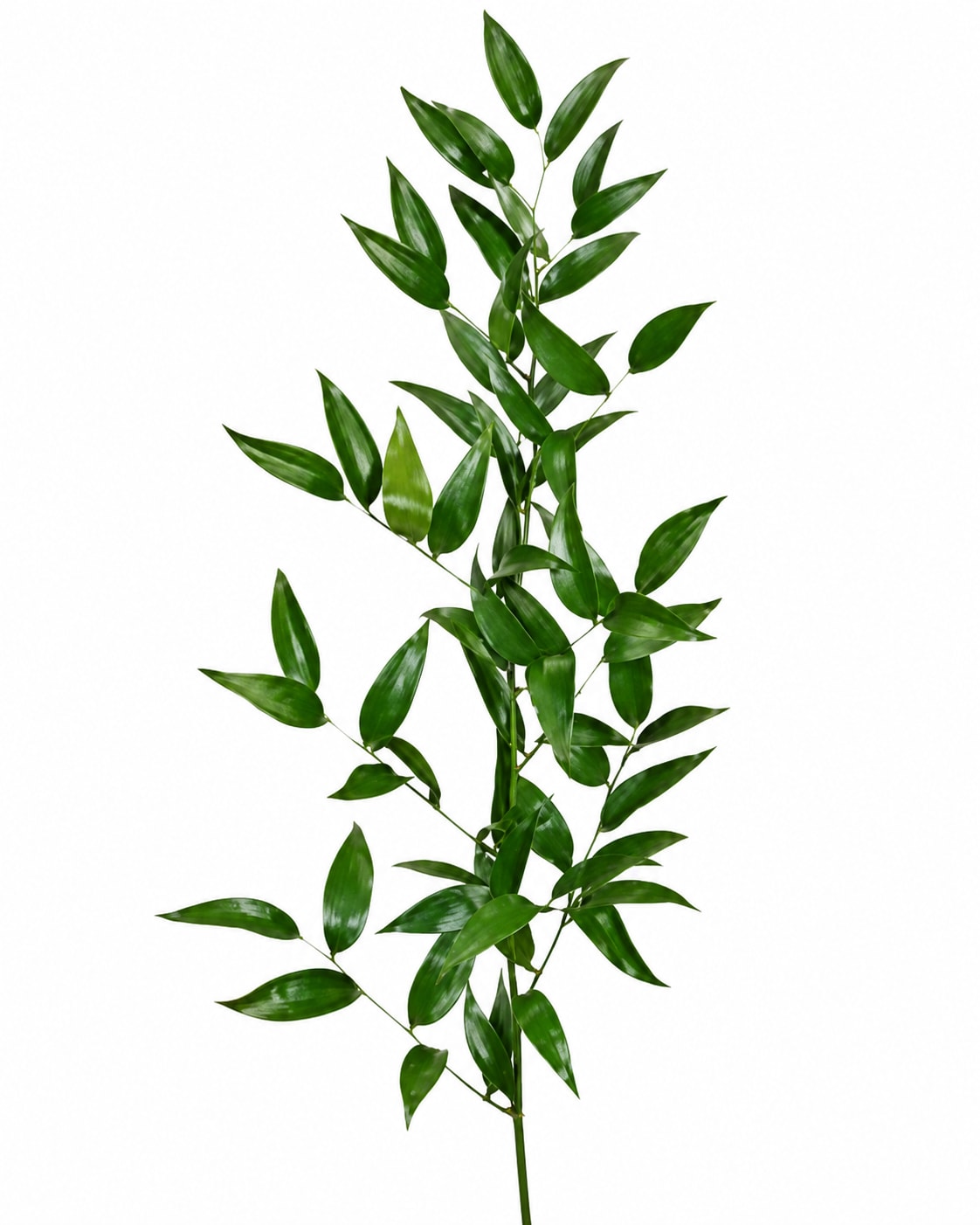 Single stem of glossy green foliage on a white background