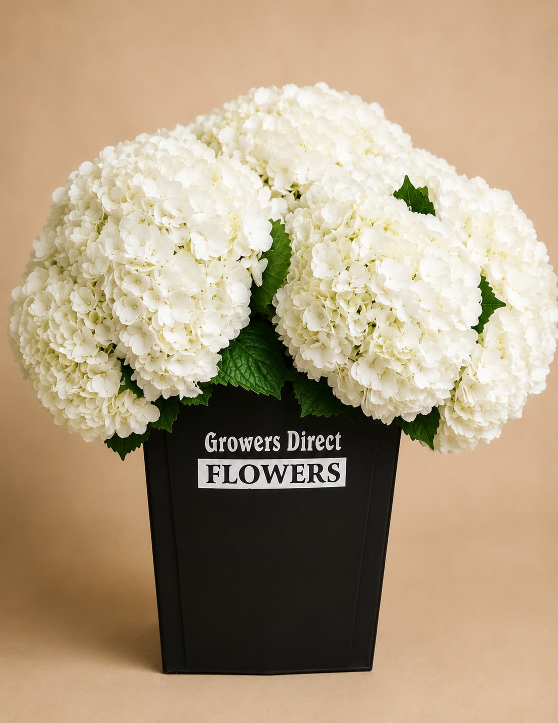 White hydrangea arrangement in a black container