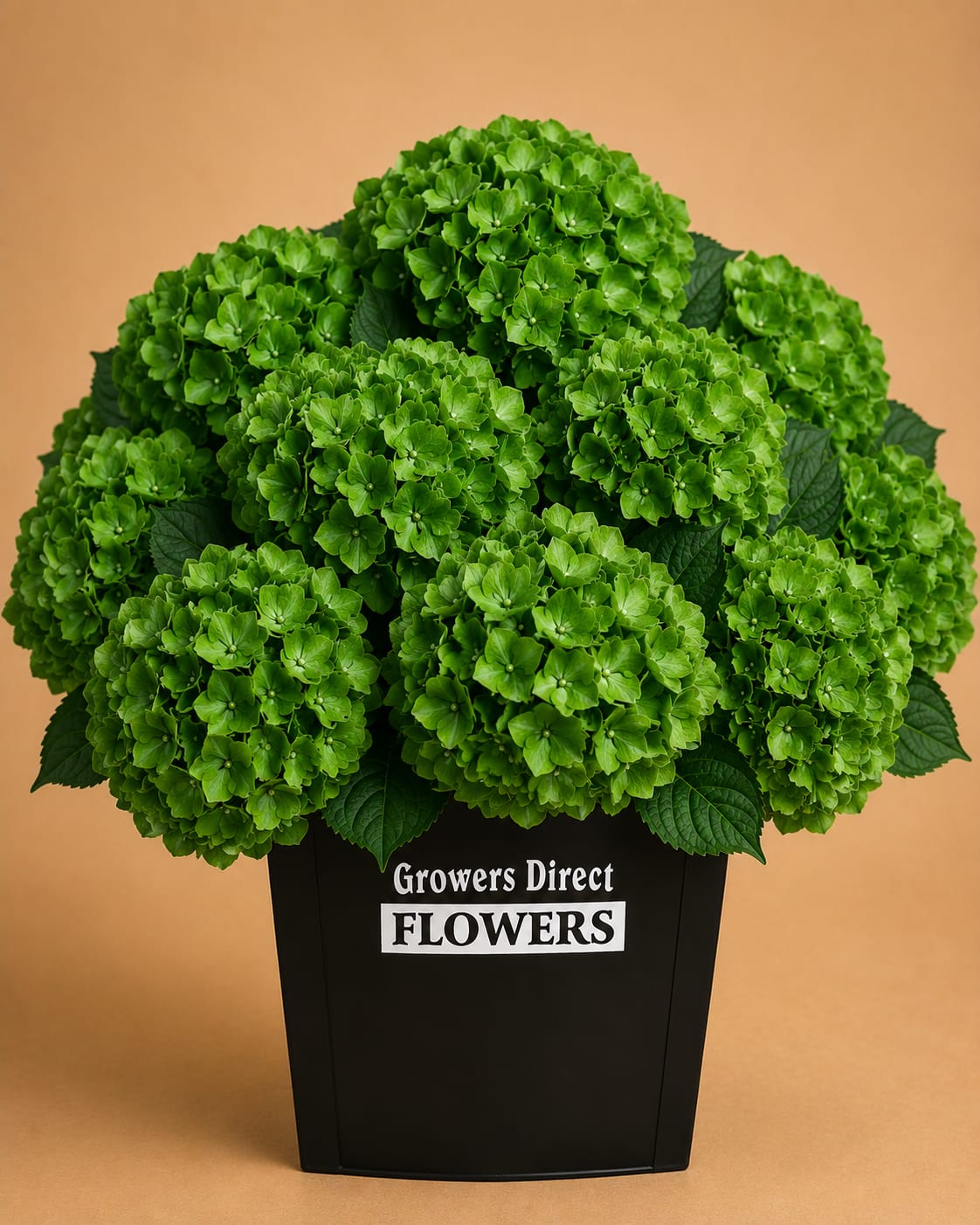 Green hydrangea arrangement in a black container