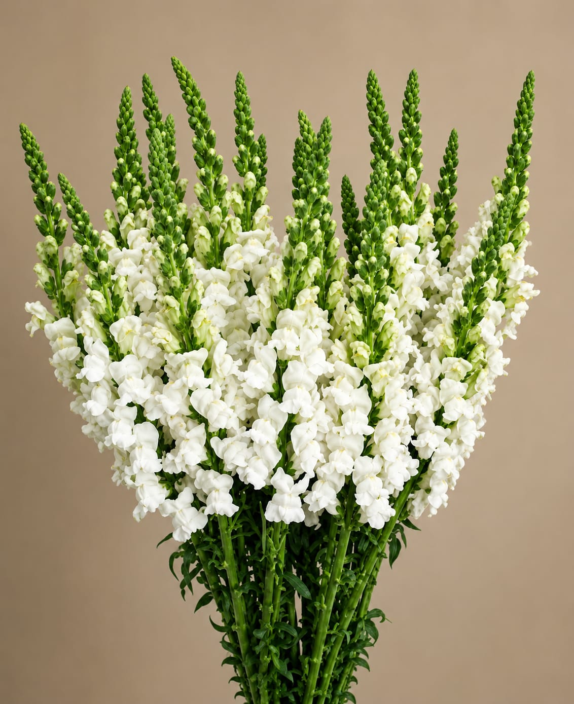 Bouquet of white snapdragons with tall green spikes