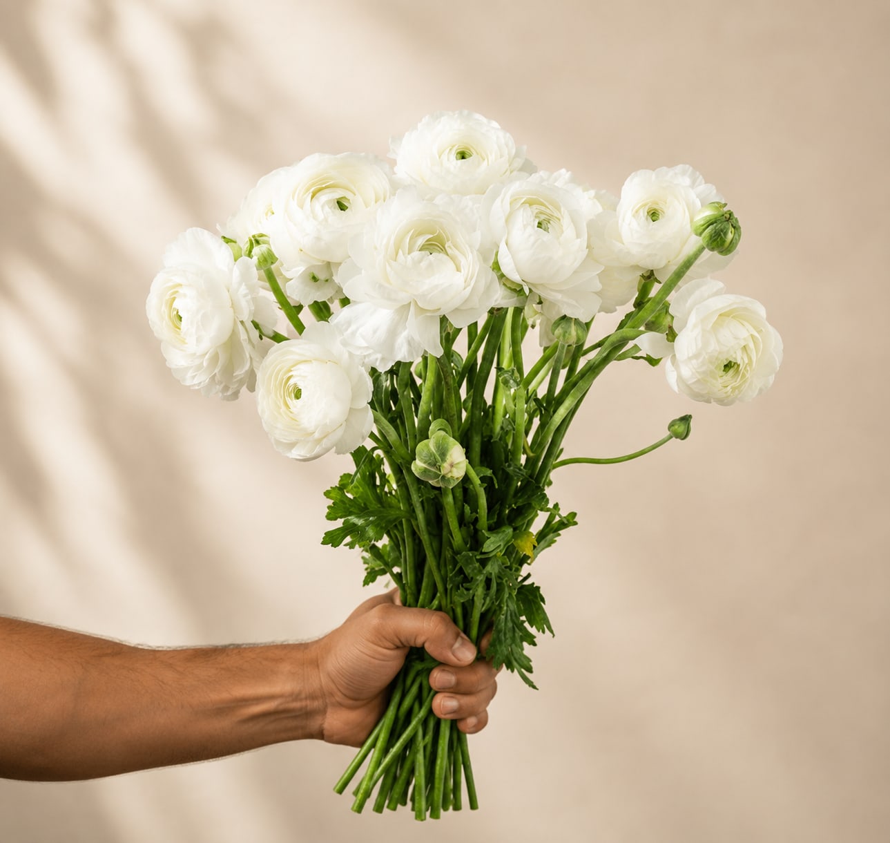WHITE RANUNCULUS - 10 STEMS PER BUNCH  FOR BULK ORDER PLEASE CALL US A CALL FIRST FOR AVAILABILITY WE HIGHLY RECOMMEND TO PLACE BULK ORDERS WITH 1 DAY IN ADVANCE