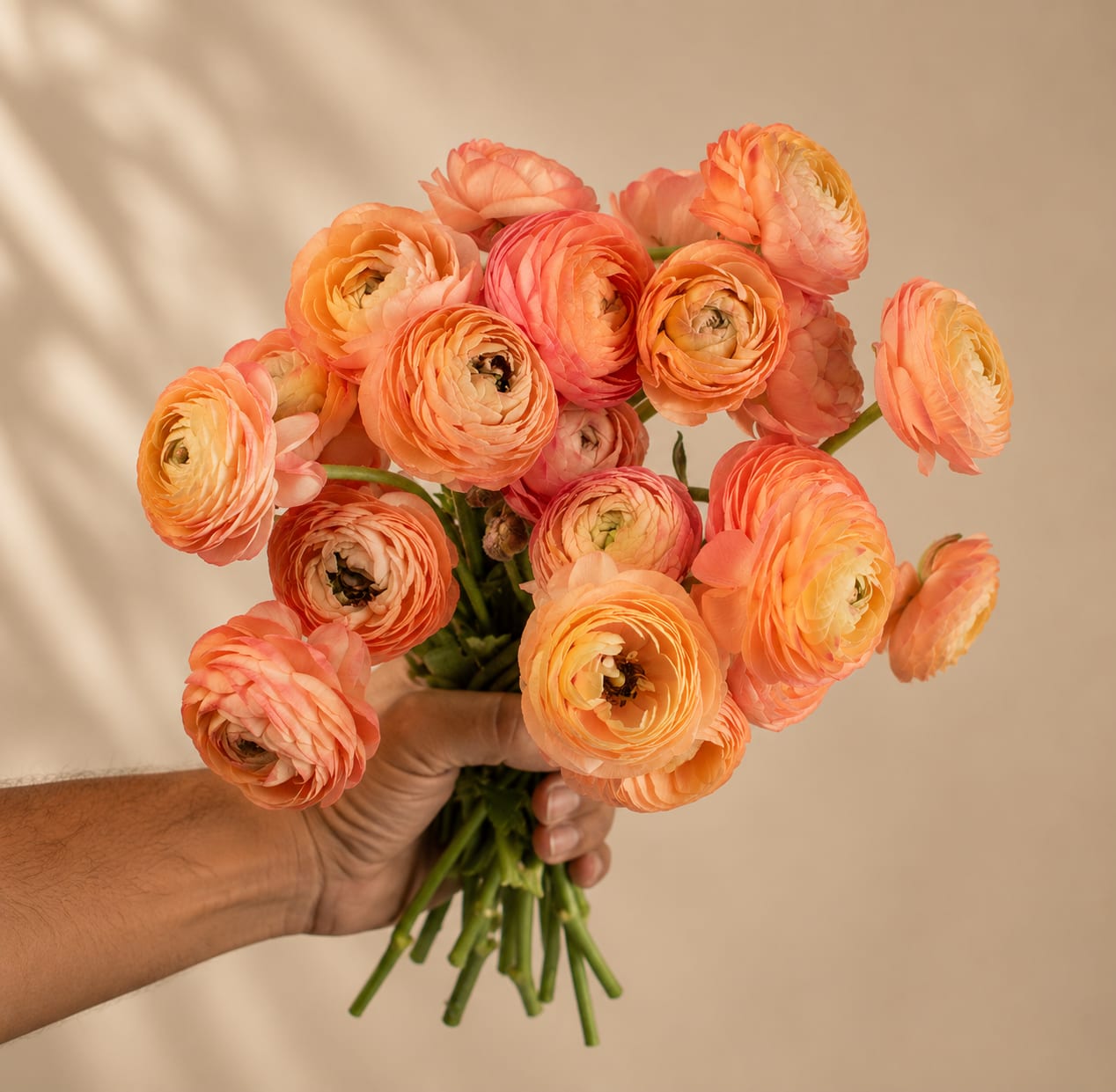 Handheld bouquet of peach and coral ranunculus flowers