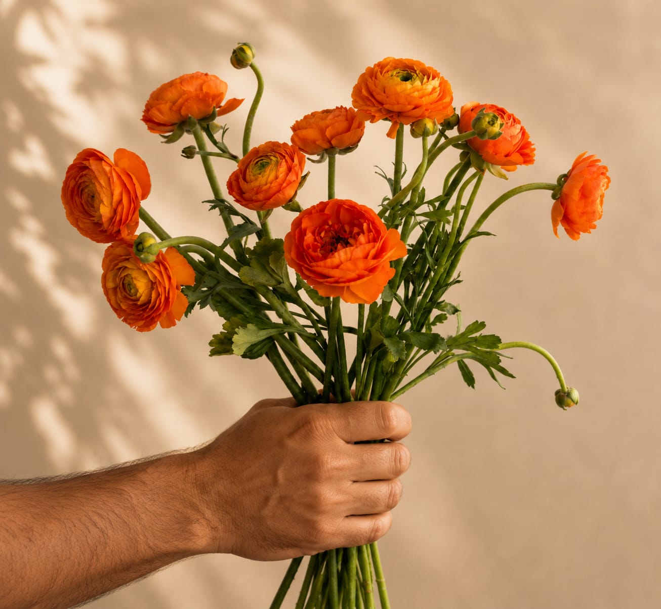 Hand holding a bouquet of orange ranunculus flowers