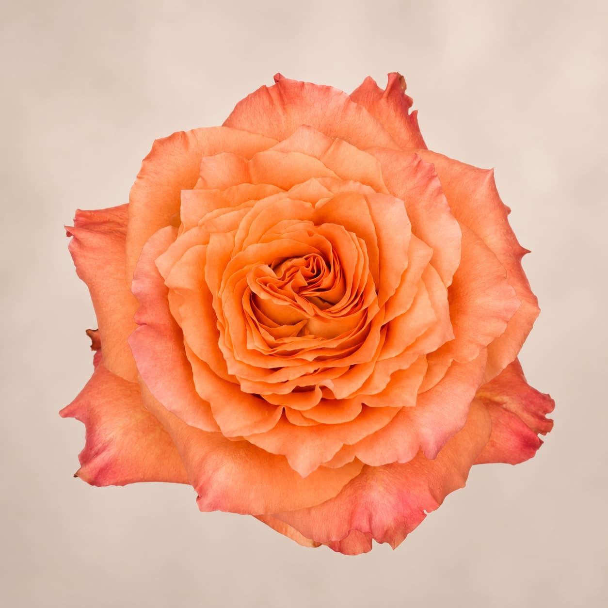 Single orange rose bloom on a plain background