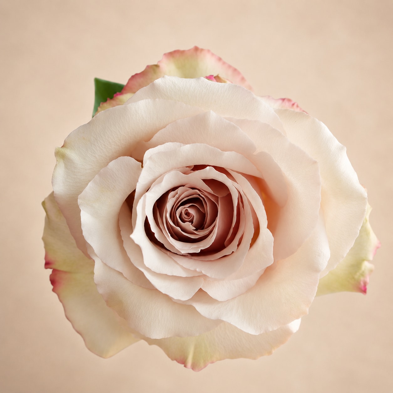 Close-up of a pale pink rose bloom with cream petals