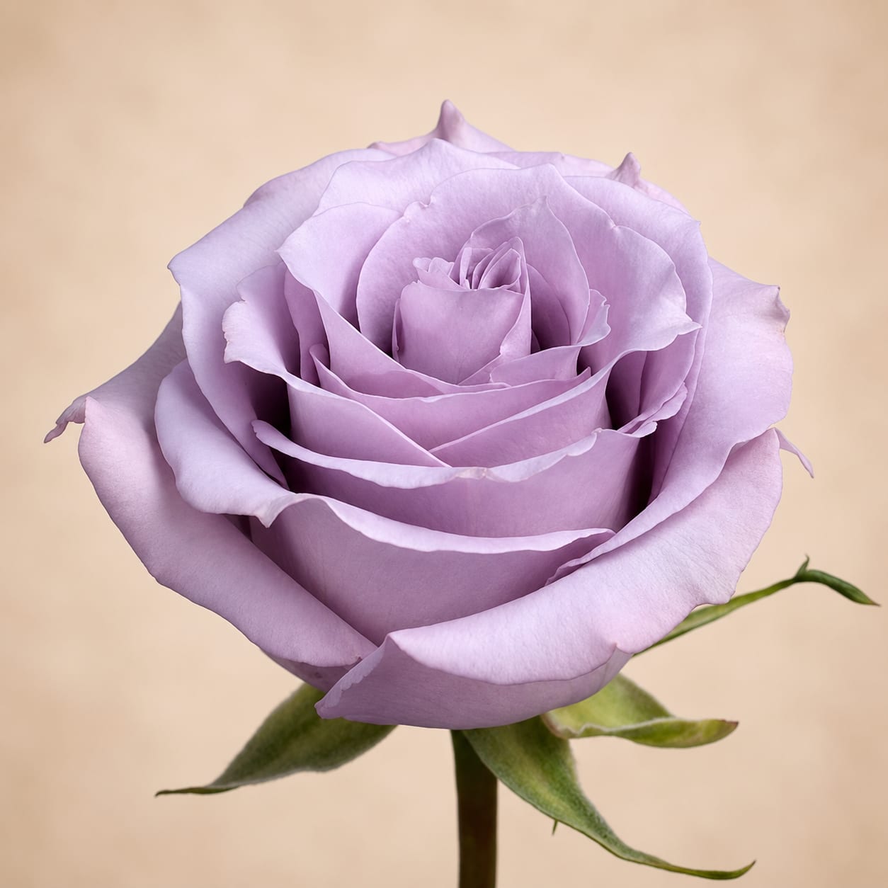 Ocean Song (24 stems per bunch) - Ocean Song bunch contains 24 stems of roses. These are grower bunches (stems are not cleaned) call us if you have any questions. 714-277-8077