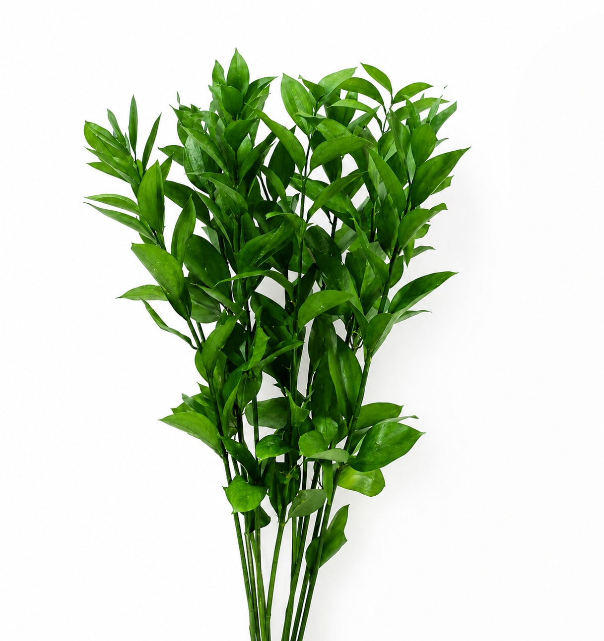 Bundle of glossy green leafy stems on a white background