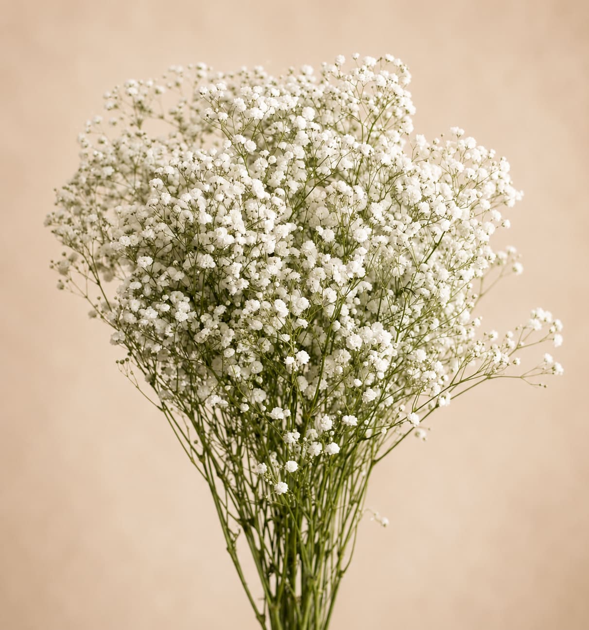 Bouquet of white baby's breath flowers against a beige background