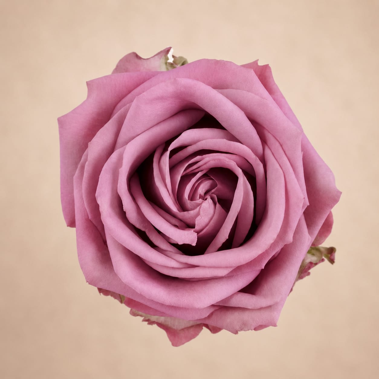 Cool Water (24 Stems) Bunch - Cool Water bunch contains 25 stems of roses