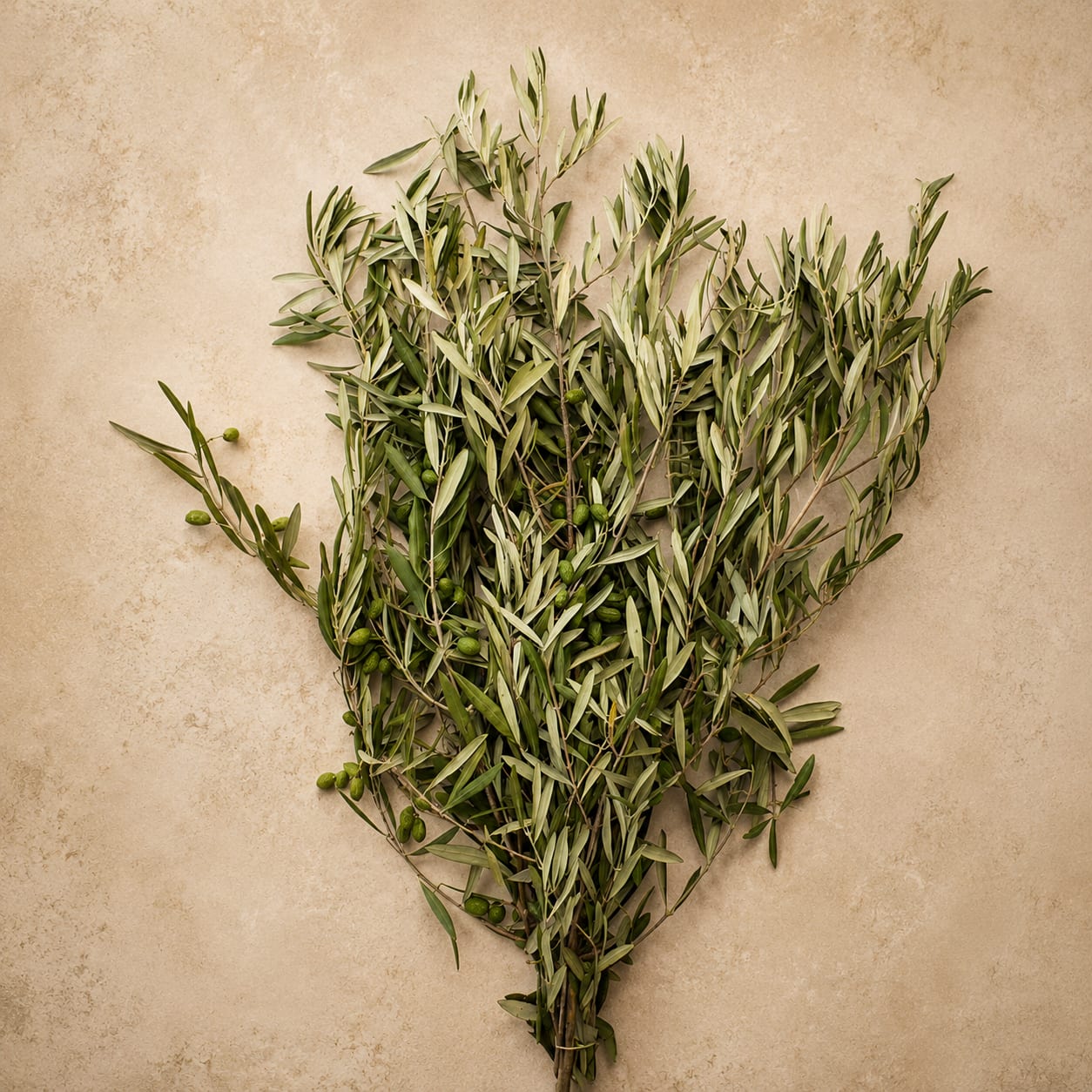 Bundle of olive branches with small green olives on a beige background
