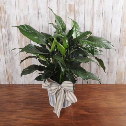 Green potted plant in a metal container with a striped bow on a wooden surface