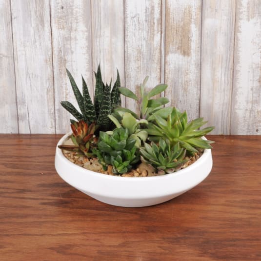Low white bowl filled with assorted green succulents on a wooden surface