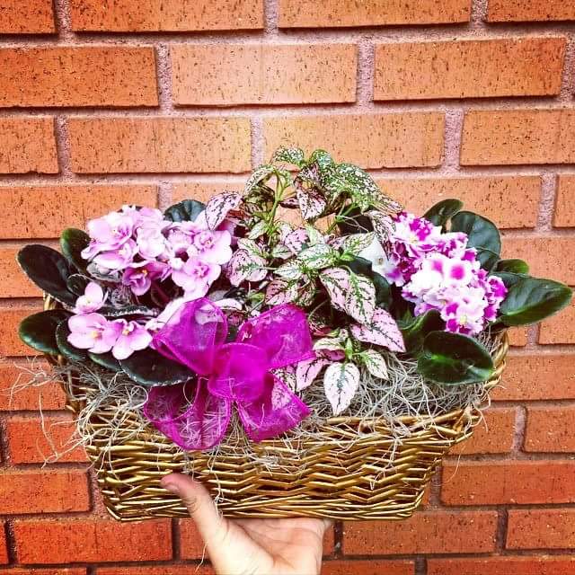 Vibrant Violet - This basket arrangement has two Afican violet plants and a green plant, surrounded by spanish moss, with a purple bow. ( Basket may vary )