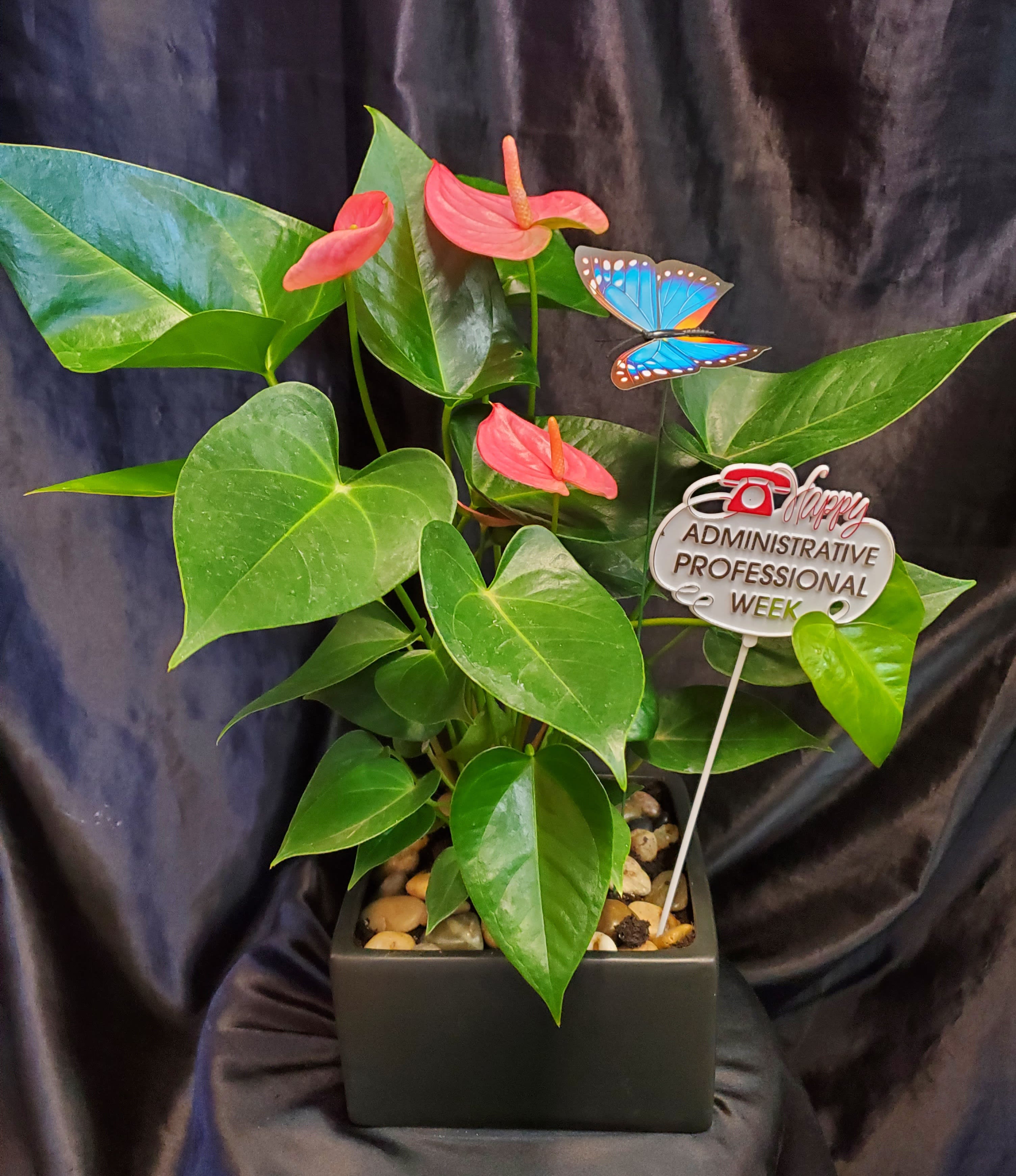 ADMINISTRATOR WEEK DISH GARDEN - 7" X 7" BLACK CERAMIC SQUARE CONTAINER, BLOOMING ANTHURIUM PLANT, RIVER ROCKS