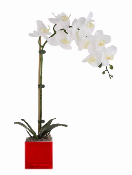 White orchid plant in a red square pot