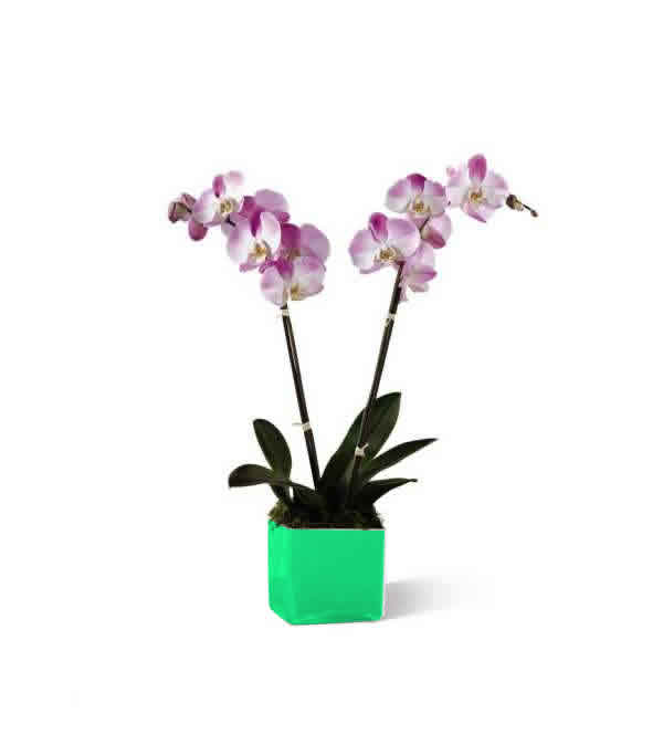 Potted orchid plant with pink and white blooms in a bright green container
