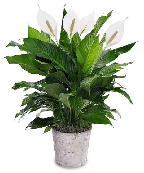 Potted peace lily with white blooms in a woven basket