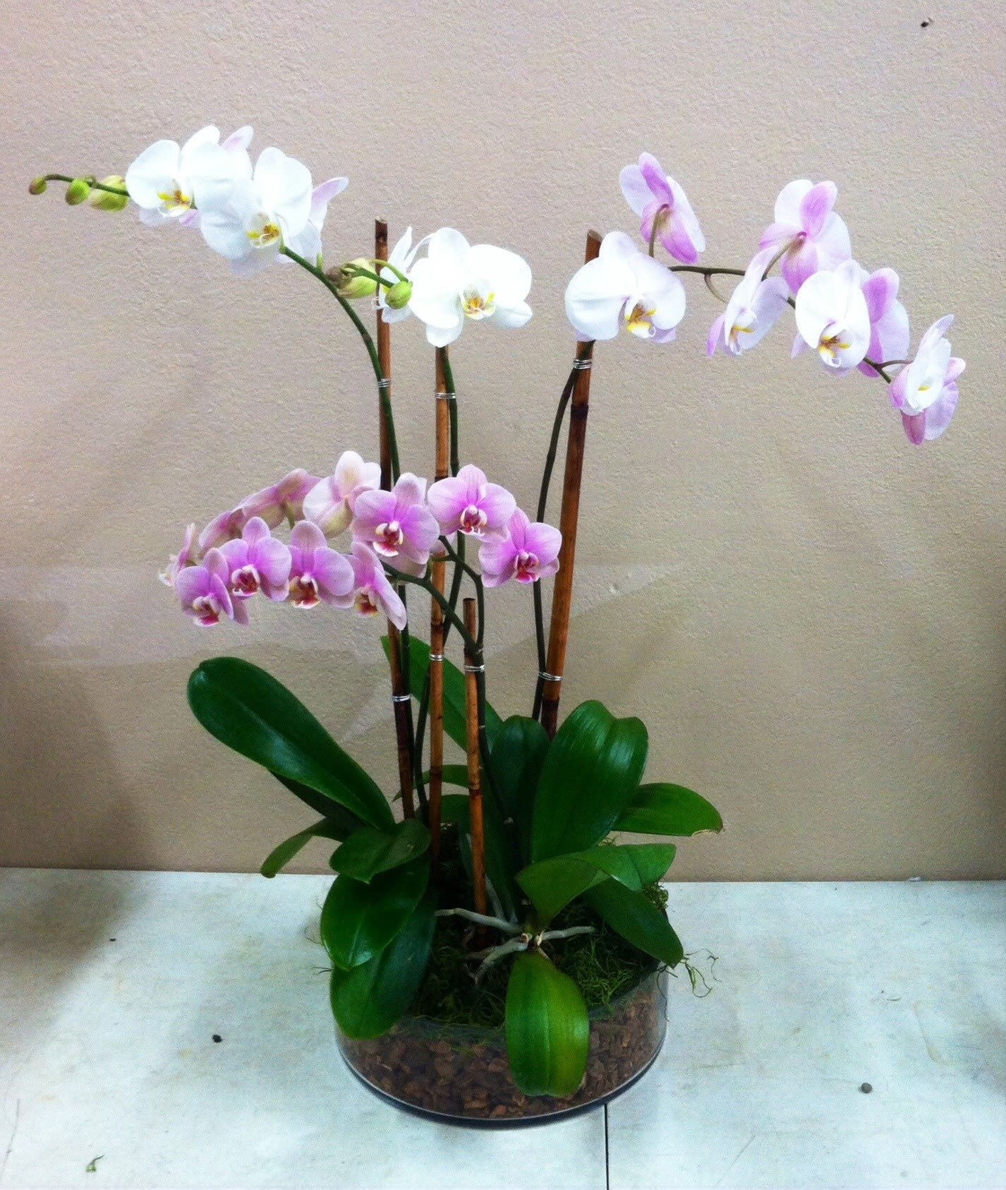 Potted orchid arrangement with white and pink blooms