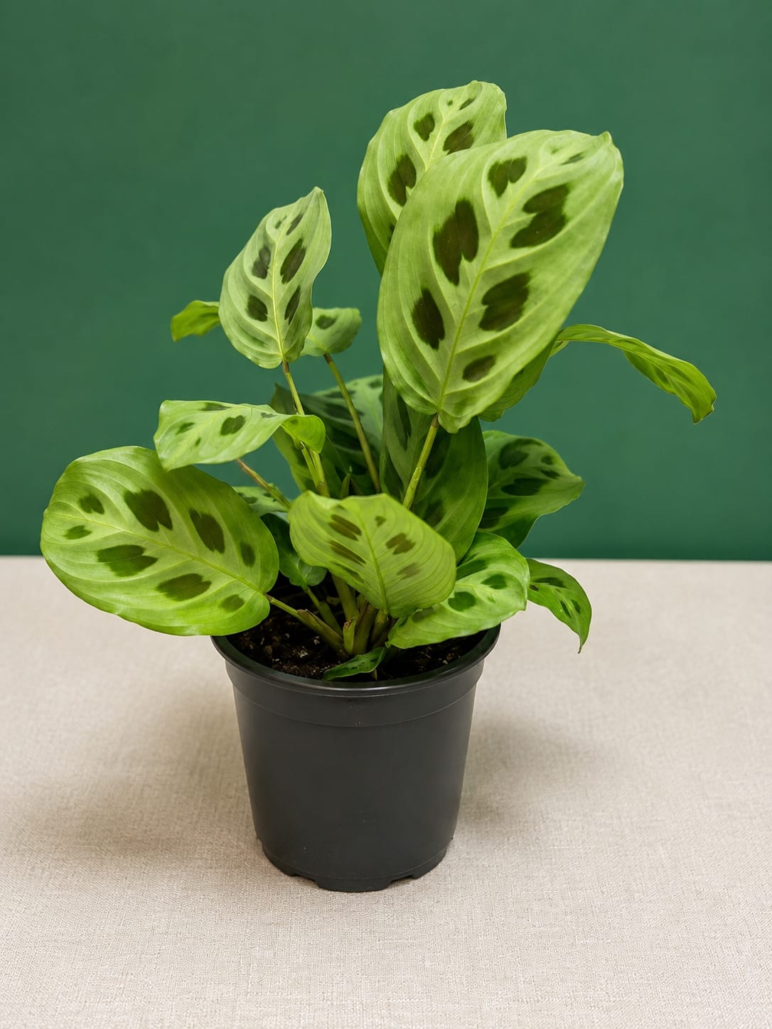Green Prayer Plant (Maranta Kerchoveana) - The 4-inch Green Prayer Plant is a beautiful tropical houseplant known for its soft green leaves decorated with unique dark green markings. Its leaves gently fold upward at night, giving it the nickname “Prayer Plant.” Easy to care for, it thrives in bright, indirect light and adds a lush, vibrant touch to any home or office.