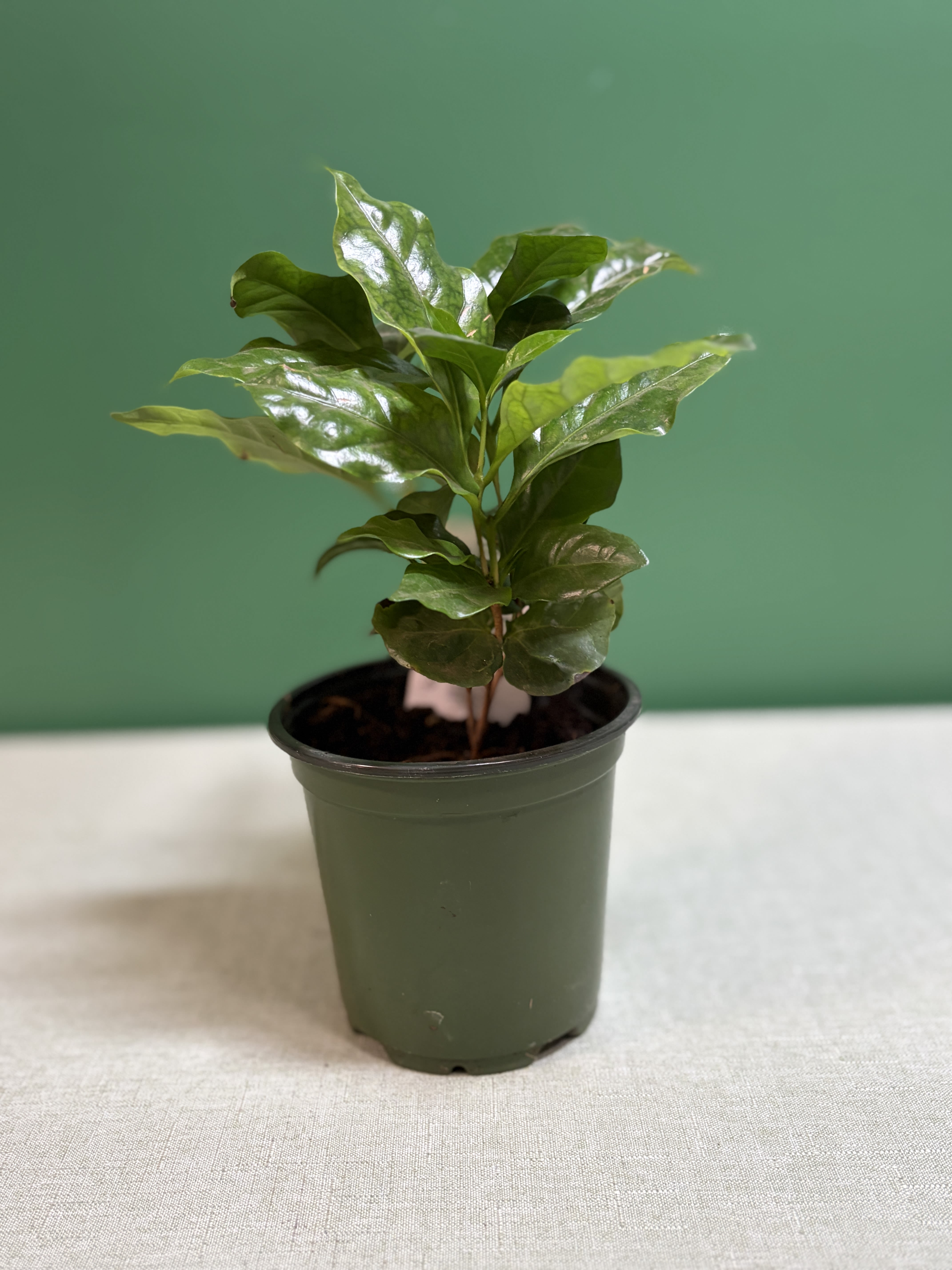 Coffee Plant (Coffea arabica). - The Coffee Plant is a beautiful, small tropical houseplant prized for its glossy, deep green leaves and lush appearance. It thrives in bright, indirect light and prefers evenly moist soil with good drainage. While it can produce fragrant white flowers and coffee cherries when mature under ideal conditions, it is most commonly grown indoors as an elegant foliage plant.