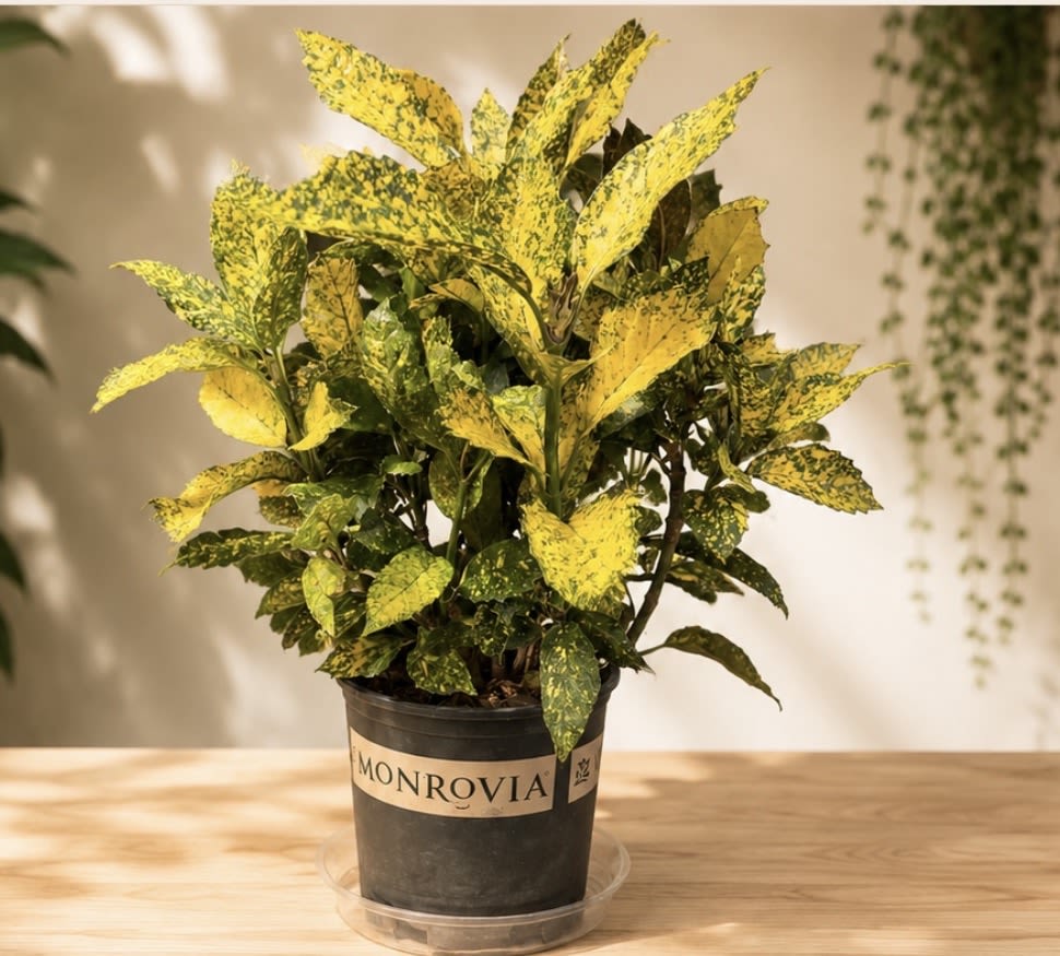 Gold Dust Croton - Brighten any home or office with this vibrant 8-inch, full Gold Dust Croton, beautifully presented in a tall decorative planter. Its striking yellow-and-green foliage makes it a stylish gift or an elegant accent for any space. Planter style may vary based on availability.  