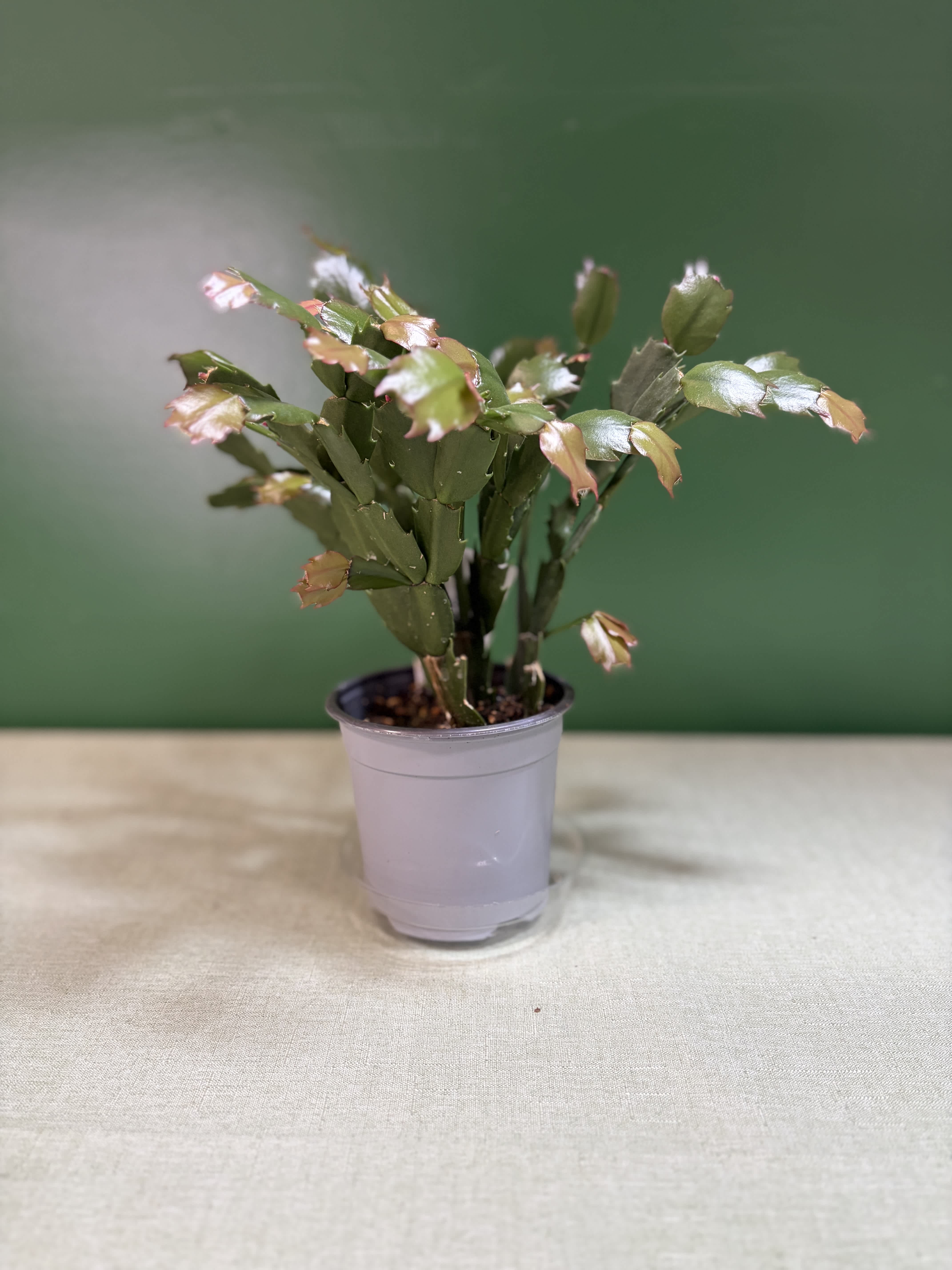 Small potted Christmas cactus in a plastic nursery pot