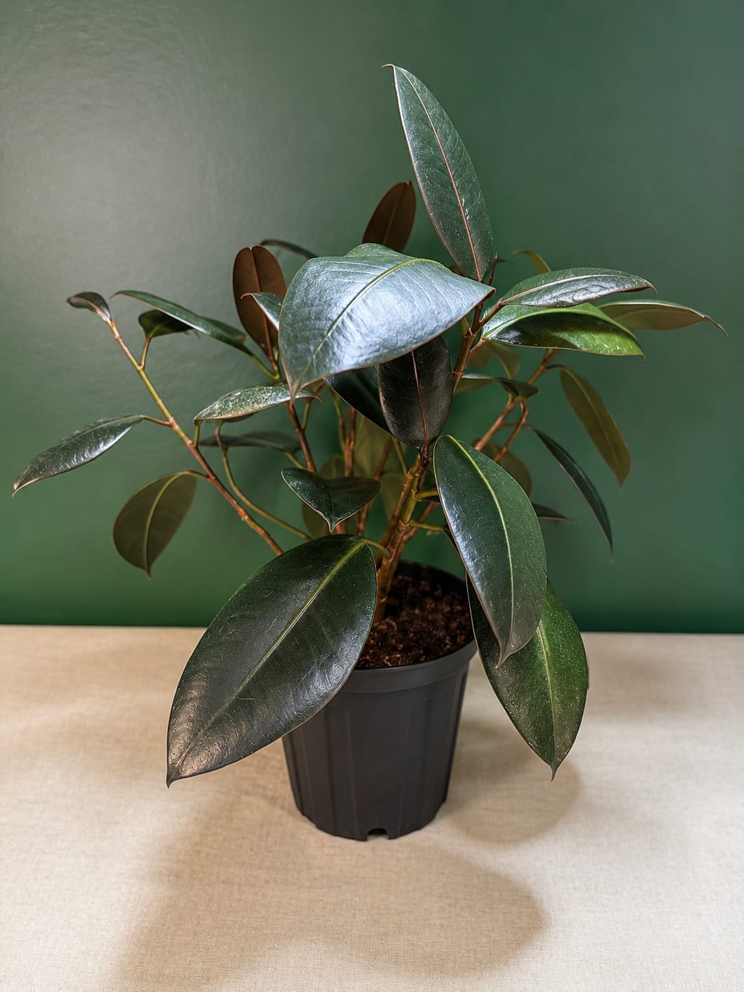 Potted rubber plant with glossy dark green leaves