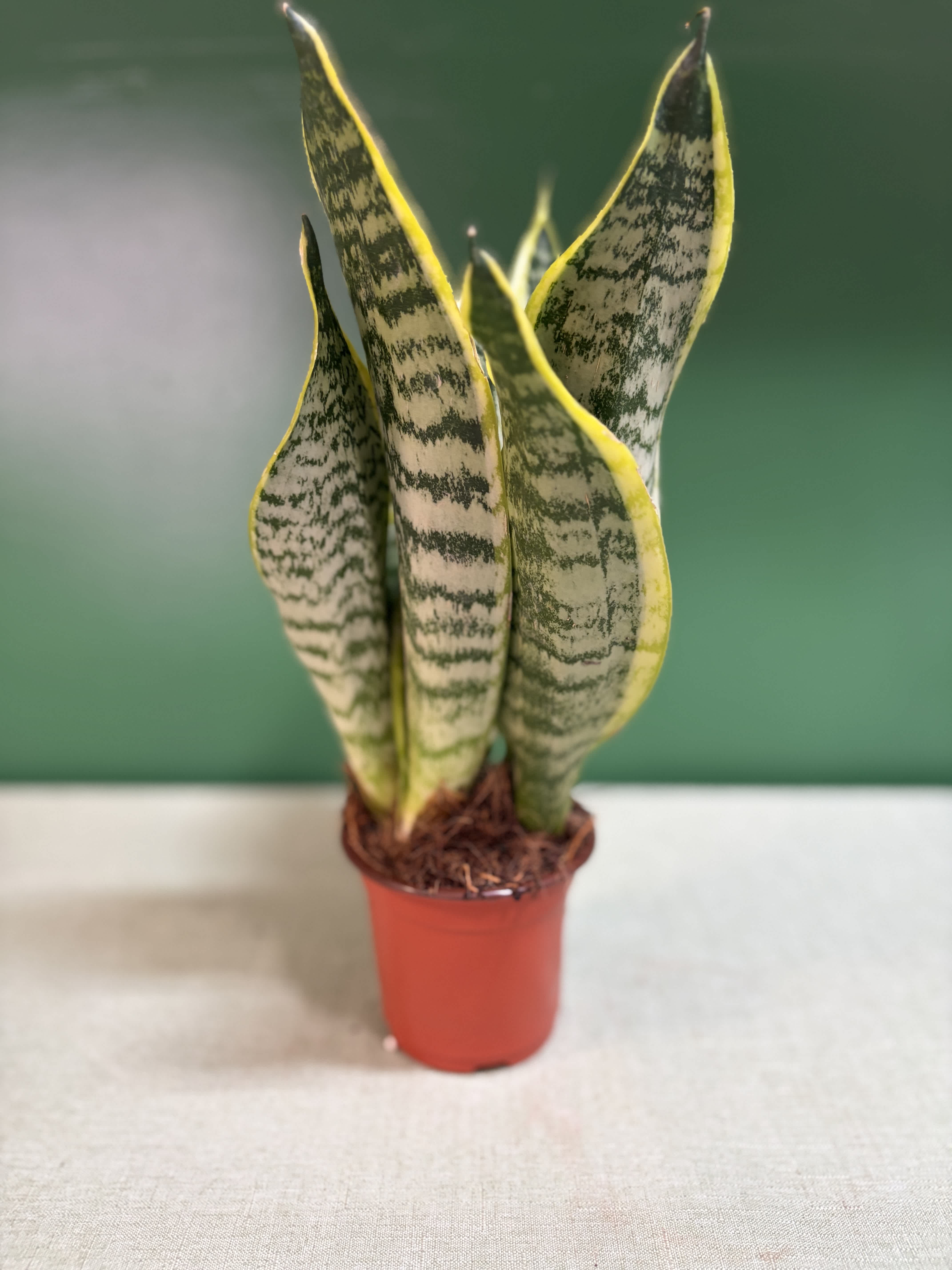 Potted snake plant with tall striped leaves in a small red pot