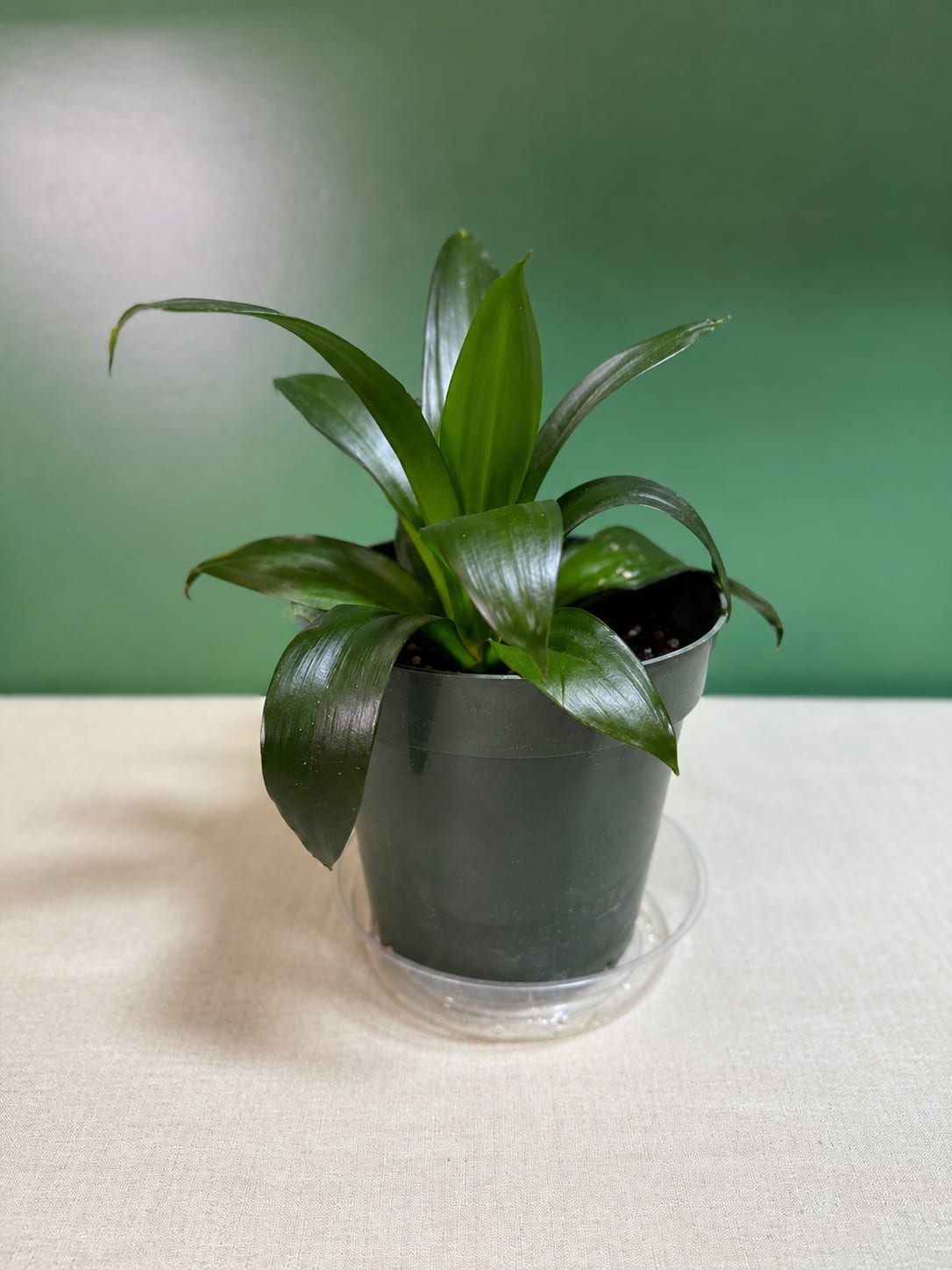 Small green potted plant in a dark plastic pot on a saucer