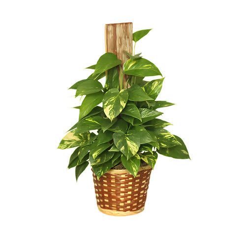 Pole Ivy Plant - A beautiful 8" pot of Pothos vine climbing a pole in a stunning basket, can be upgraded to deluxe to be presented in a ceramic planter.