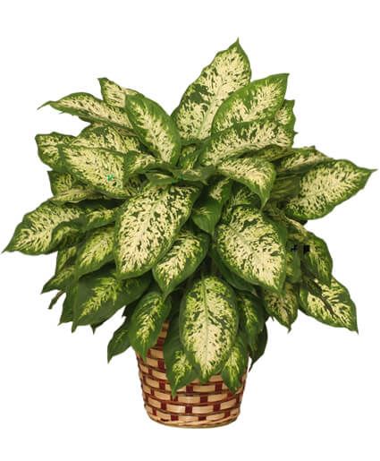 Potted variegated green houseplant in a woven basket