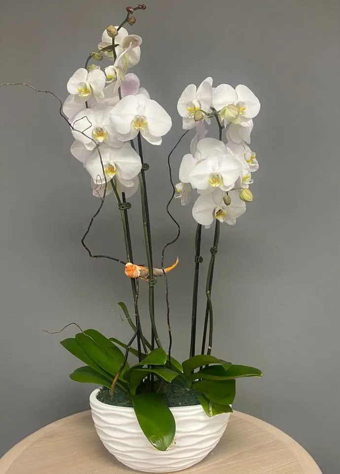 White orchids in a white ceramic bowl planter