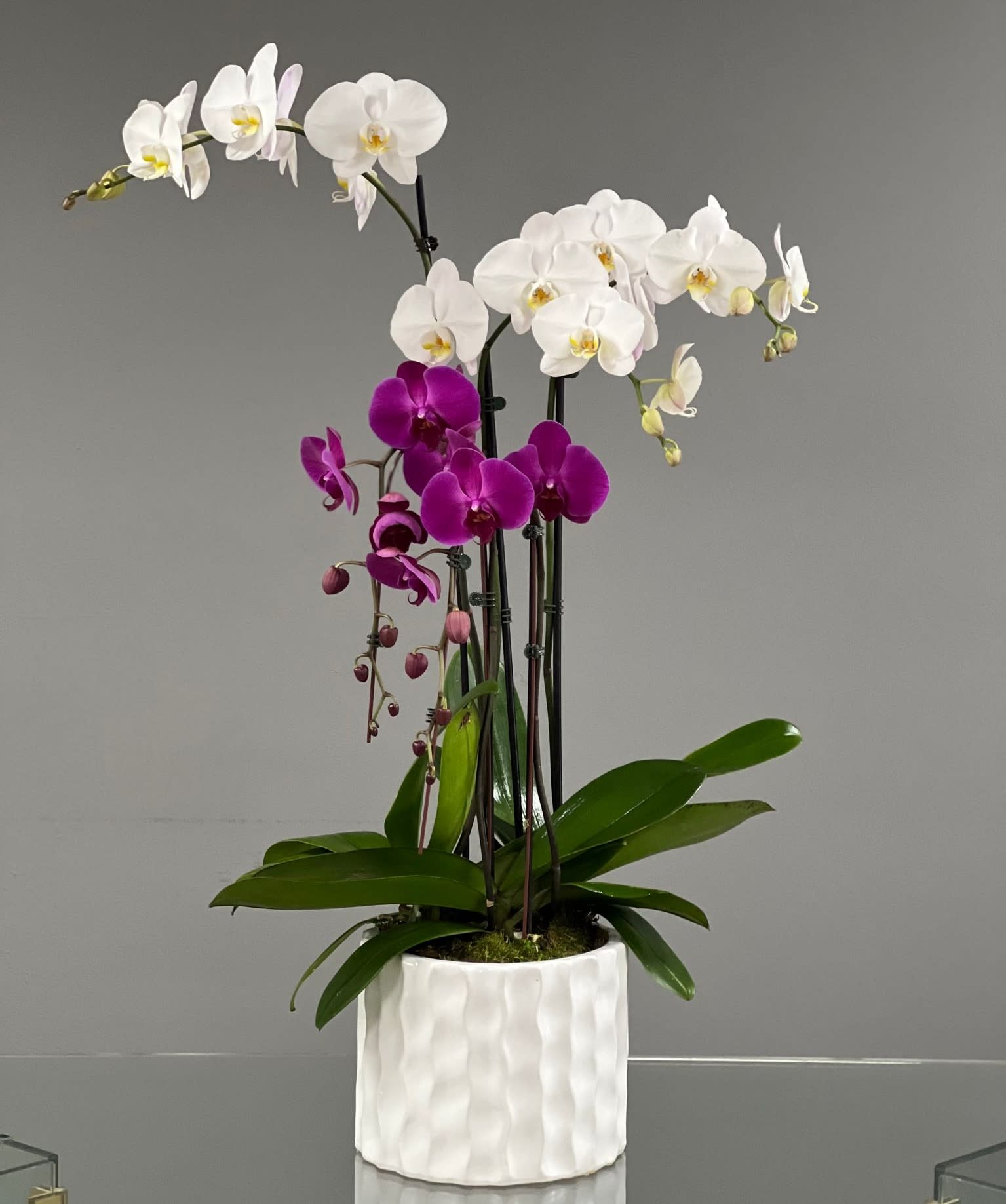 Potted orchid arrangement with white and purple blooms in a white ceramic planter