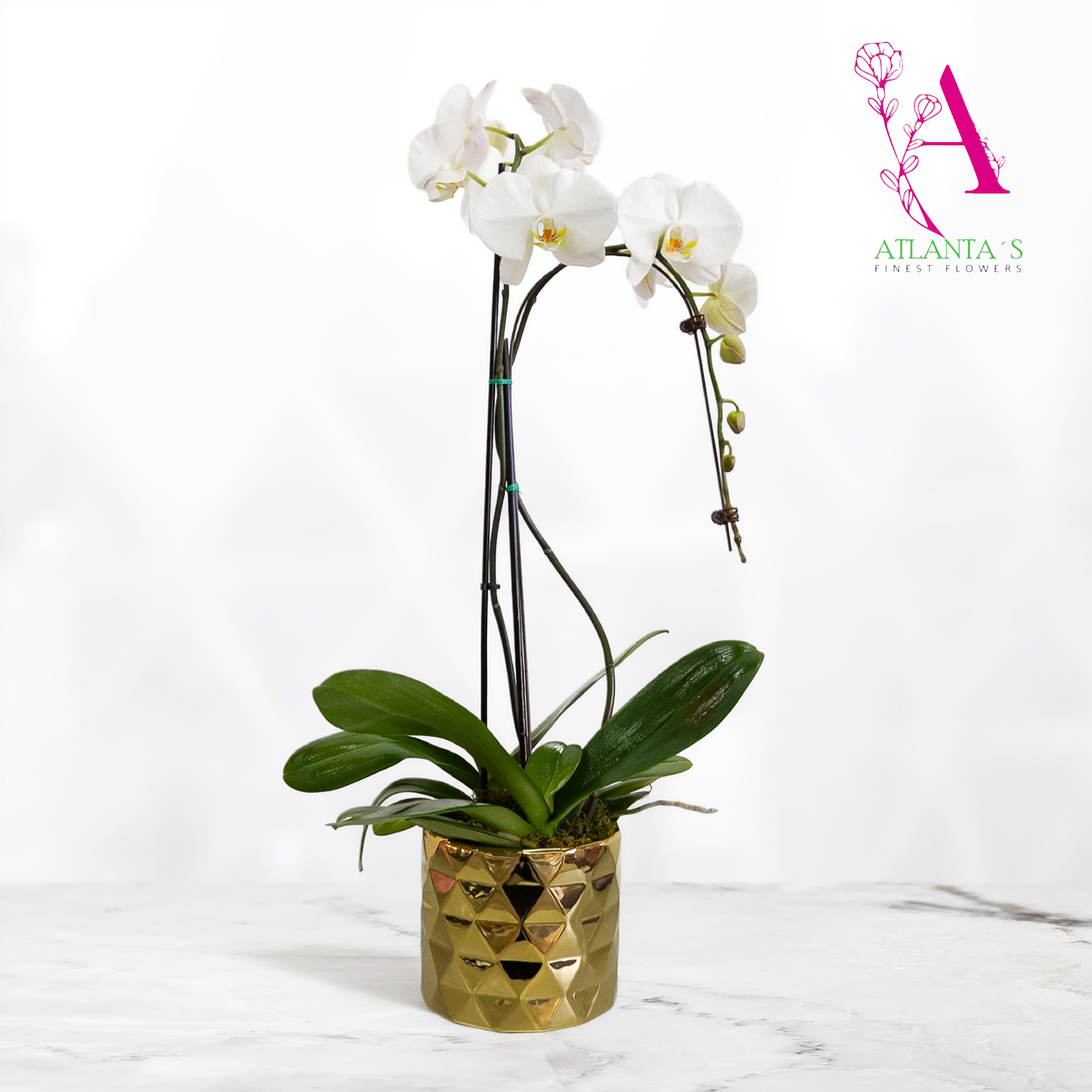White  Phalaenopsis Orchid - One perfect White  potted phalaenopsis orchid plant is accented with a curling branch, and presented with a ribbon bow tied right around the middle. This low-maintenance, long-lasting and exotic gift will create quite an impression!