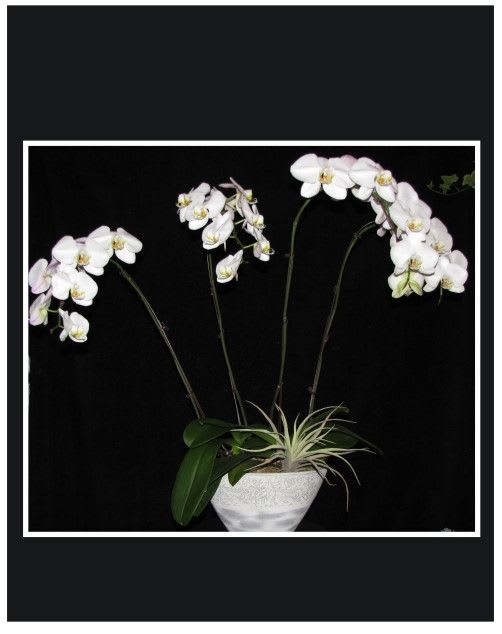 White orchids in a white bowl planter with a small air plant