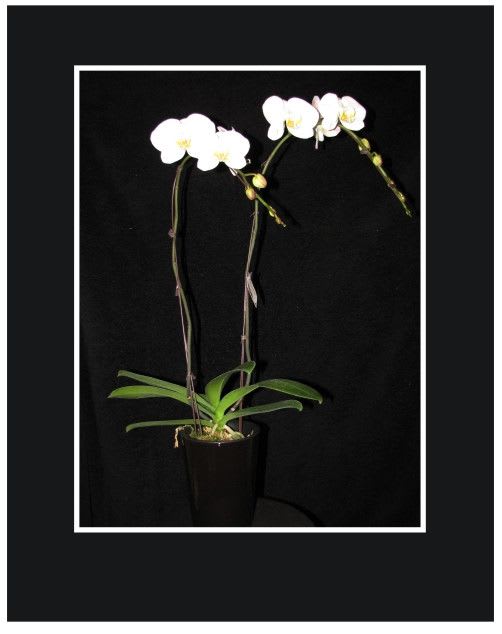 White orchid plant in a black pot