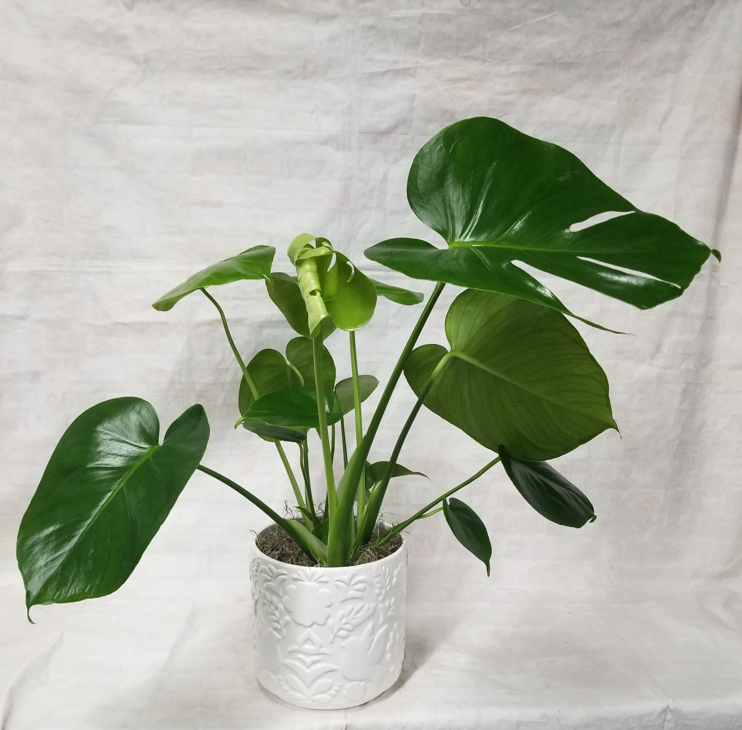 6" Philodendron Plant - Select this popular 6" philodendron in a ceramic pot. Container may vary. 