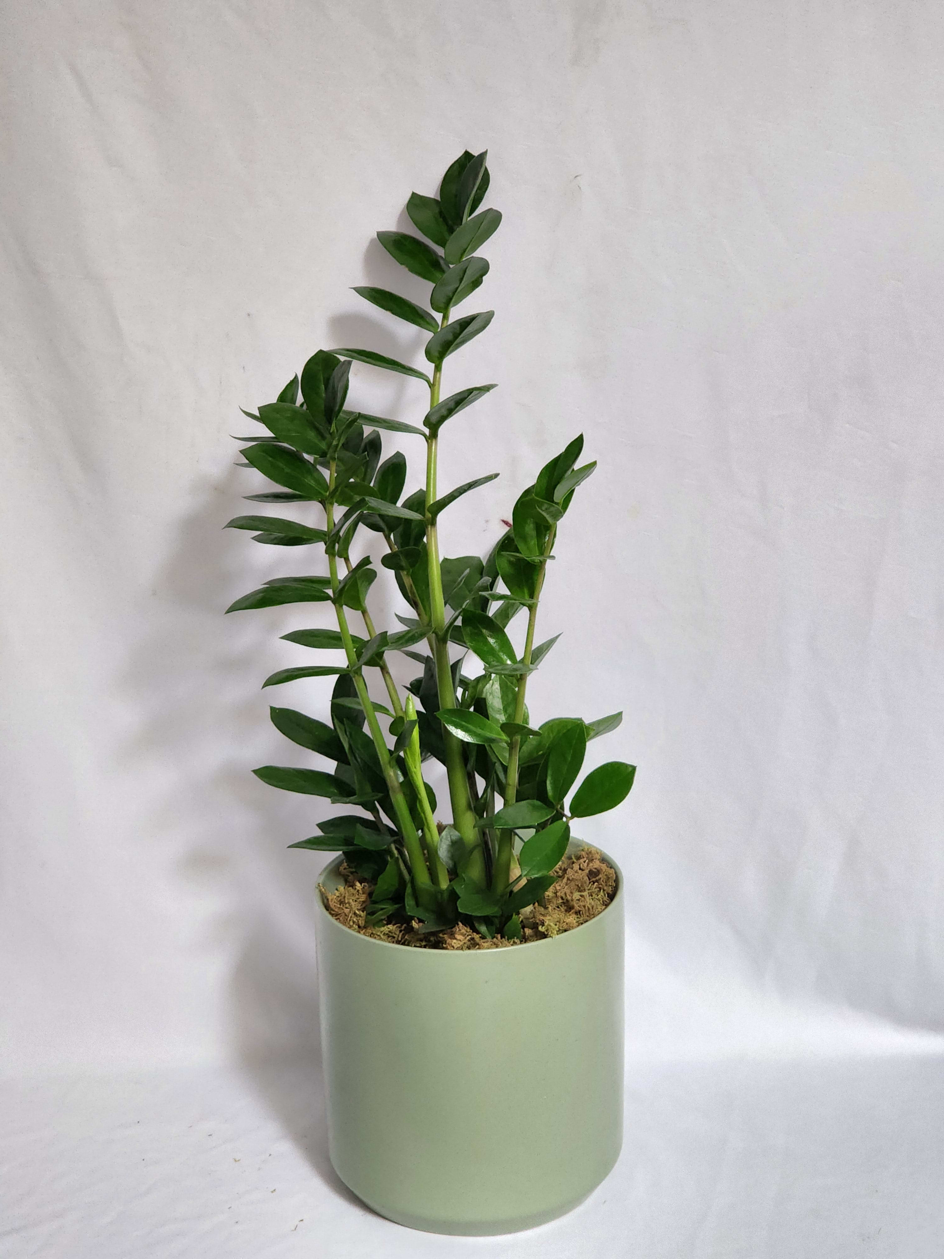 8" ZZ Plant - Also known as a Zanzibar Gem, the ZZ plant is an easy to care for and a great choice for any occasion.  Subject to availability. 