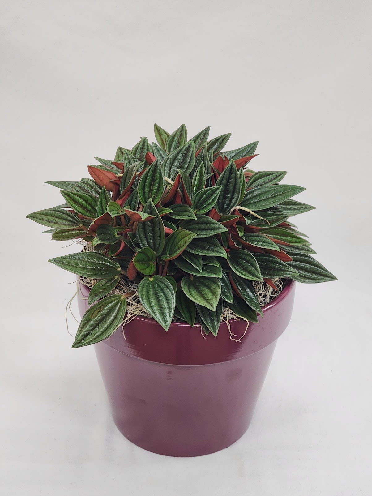 6" Peperomia Rosso Plant - Select this distinctive yet special plant in a fun colored pot.  Container may vary. The base of the plant is 6" wide. The plant length and height will vary.