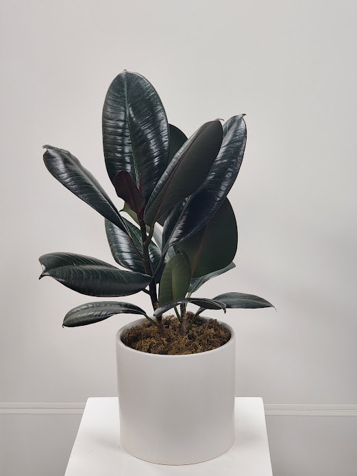 Potted rubber plant with dark glossy leaves in a white planter