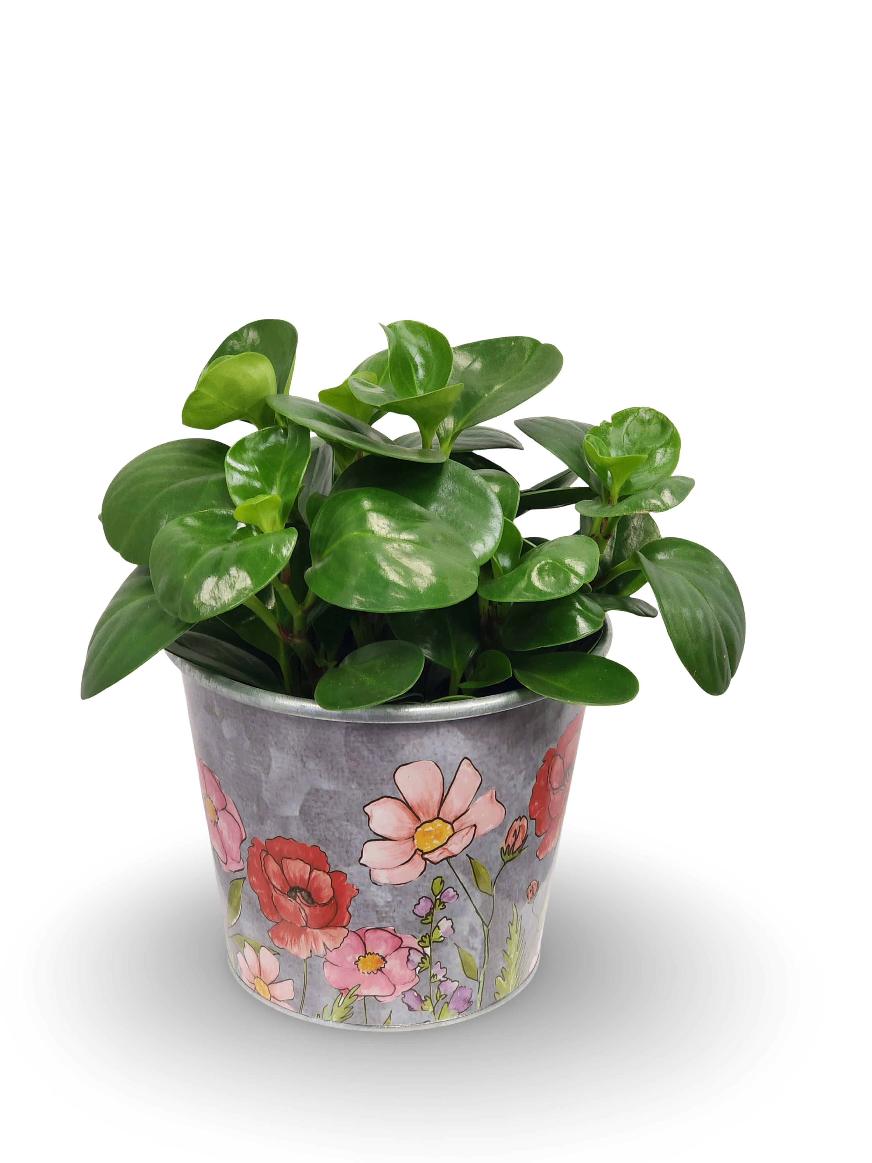 Potted green plant in a floral metal bucket