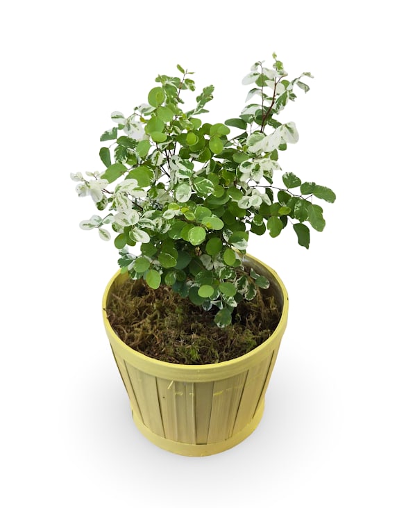 6"  Snow Bush - This Snowbush plant has delicate leaves accented with white variegating, adding a light and airy touch to any space or as a gift. It measures approxiamtely 16" tall by 6" wide, and the color of pot may vary.