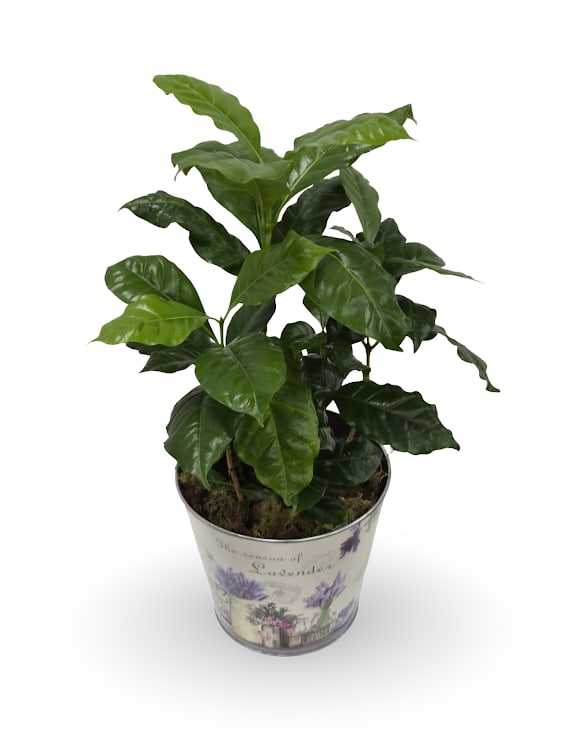 6" Coffee Plant - Select this festive spring themed coffee plant. The base of the plant is 6" wide and approximately 17" tall.